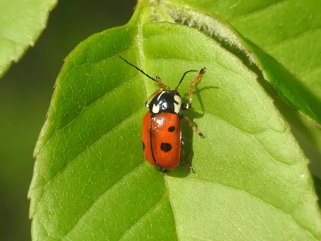 Cryptocephalus cordiger - szíves zömökbogár