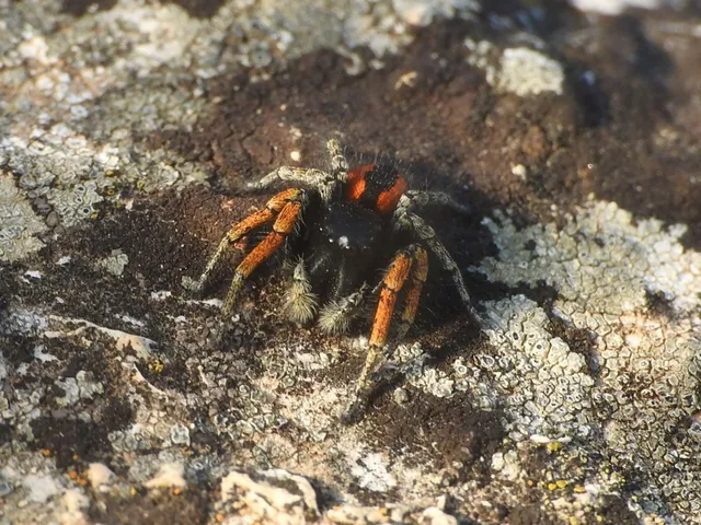 Philaeus chrysops - piros ugrópók