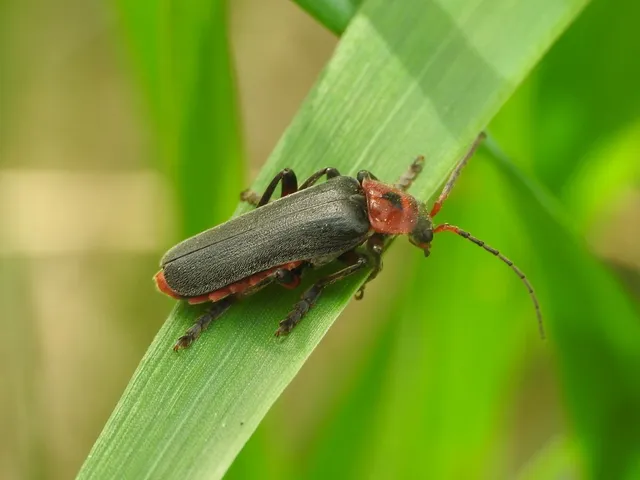 Cantharis rustica - suszterbogár