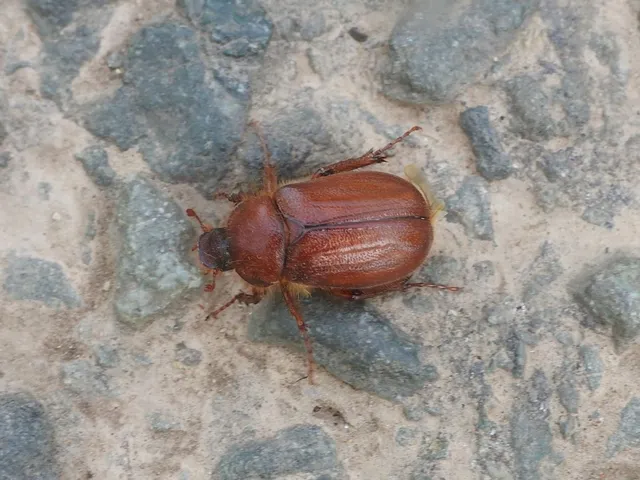 Holochelus aequinoctialis - tavaszeleji cserebogár