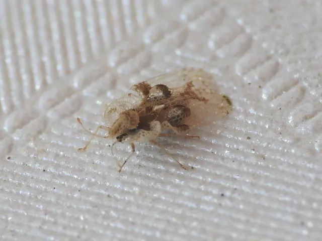 Corythucha arcuata - tölgy-csipkéspoloska
