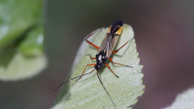 Miris striatus - sávos mezeipoloska