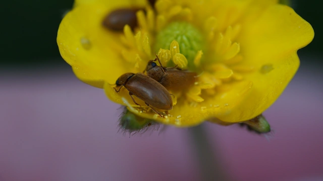 Byturus ochraceus - gyömbérgyökérbogár