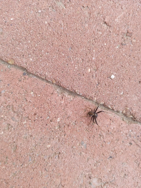 Xysticus
