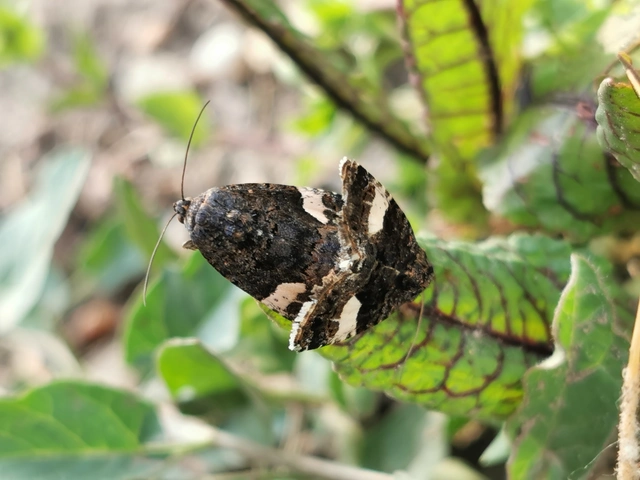 Tyta luctuosa - fekete nappalibagoly