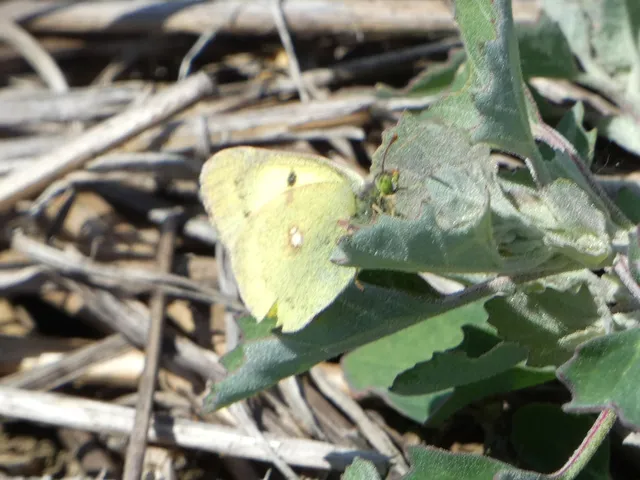 Colias erate - csángó-kéneslepke