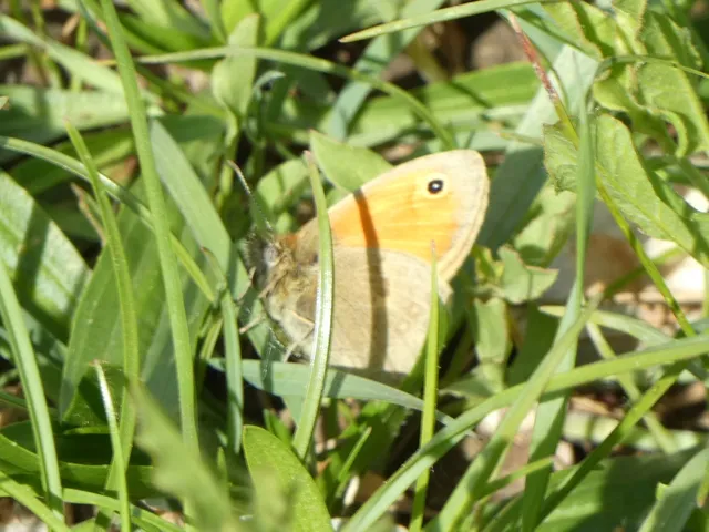 Coenonympha pamphilus - kis szénalepke