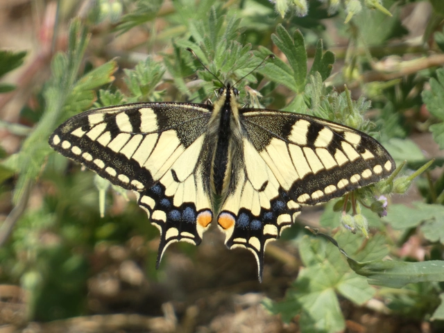 Papilio machaon - fecskefarkú lepke