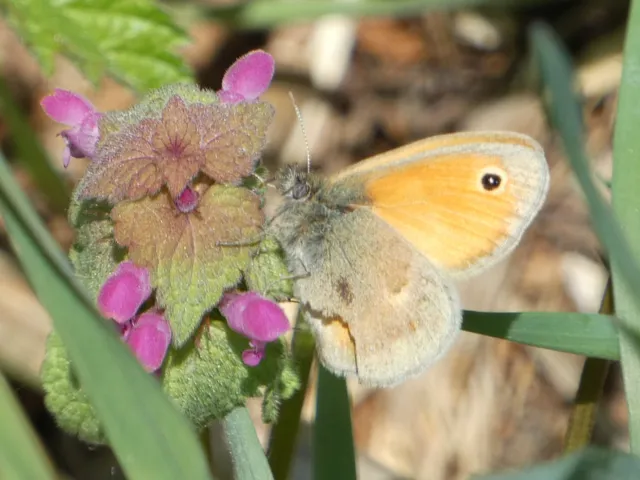 Coenonympha pamphilus - kis szénalepke
