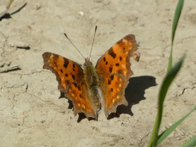 Nymphalis c-album - C-betűs lepke