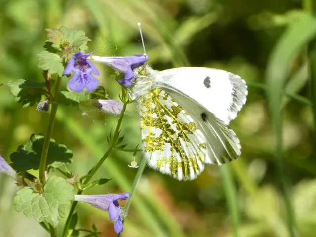 Anthocharis cardamines - hajnalpírlepke