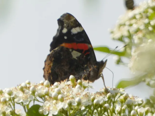 Vanessa atalanta - atalantalepke