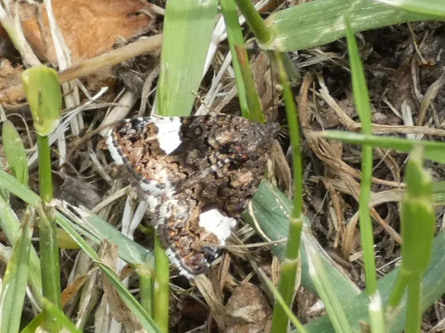 Tyta luctuosa - fekete nappalibagoly