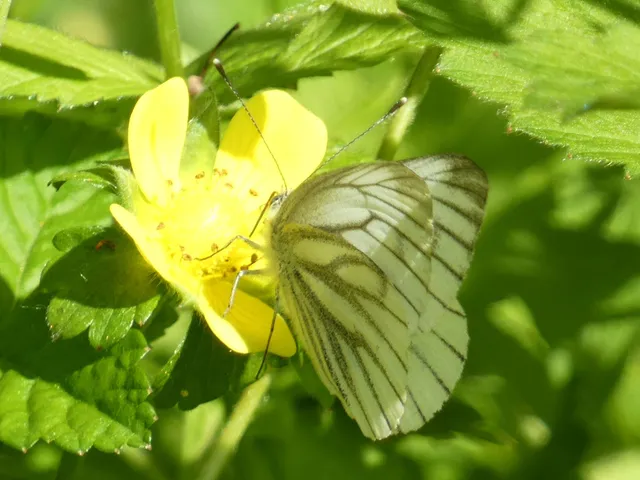Pieris napi - repcelepke