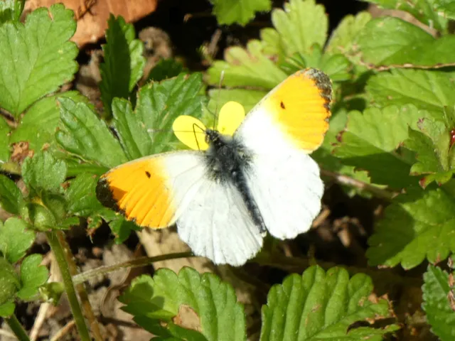 Anthocharis cardamines - hajnalpírlepke