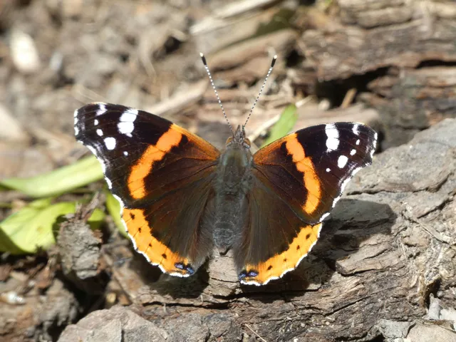Vanessa atalanta - atalantalepke