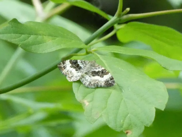 Epirrhoe alternata - galaj-tarkaaraszoló