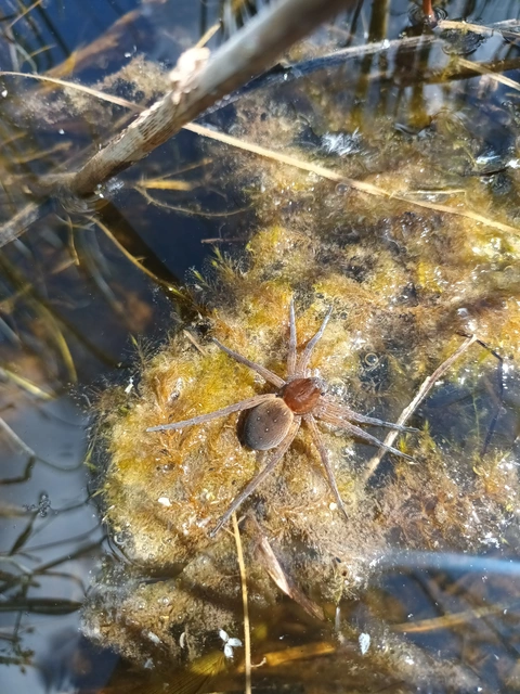 Dolomedes plantarius - parti vidrapók
