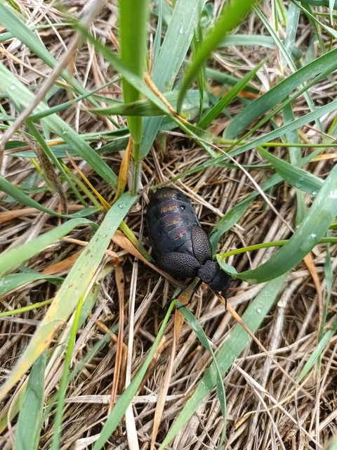 Meloe variegatus - pompás nünüke Meloe variegatus - pompás nünüke