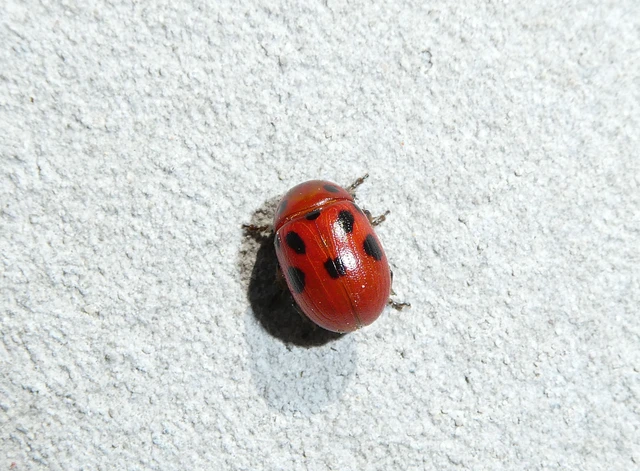 Gonioctena fornicata - közönséges lucernabogár