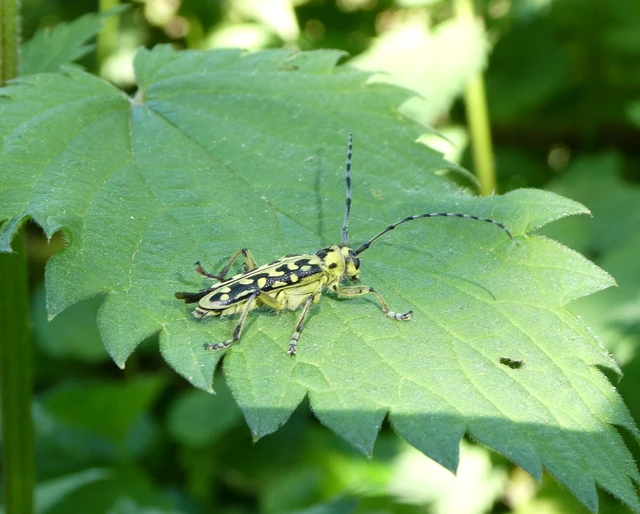 Saperda scalaris - létracincér