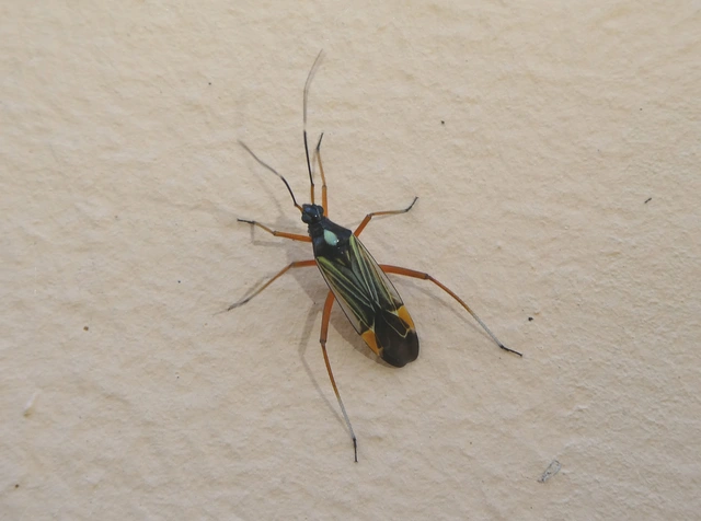 Miris striatus - sávos mezeipoloska