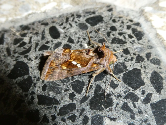 Chrysodeixis chalcites - déli aranybagoly