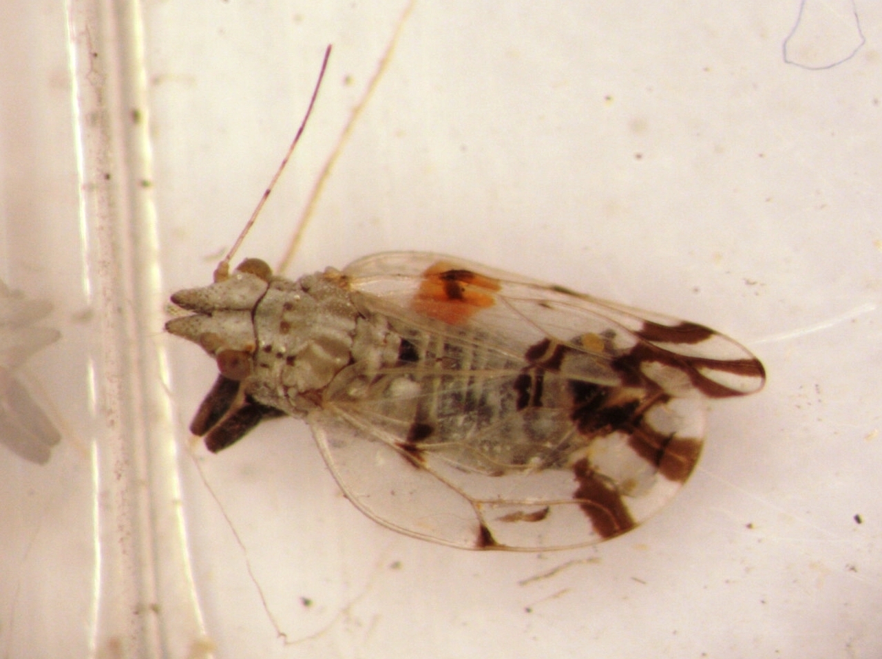 Livilla radiata
