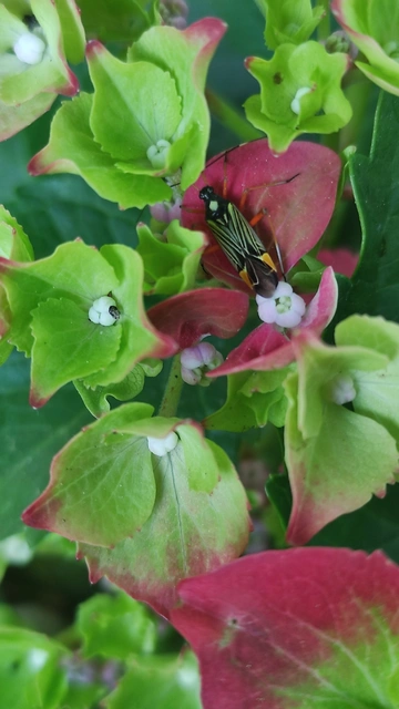 Miris striatus - sávos mezeipoloska
