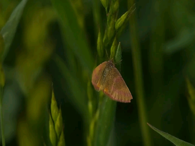 Lythria purpuraria - bíborsávos araszoló