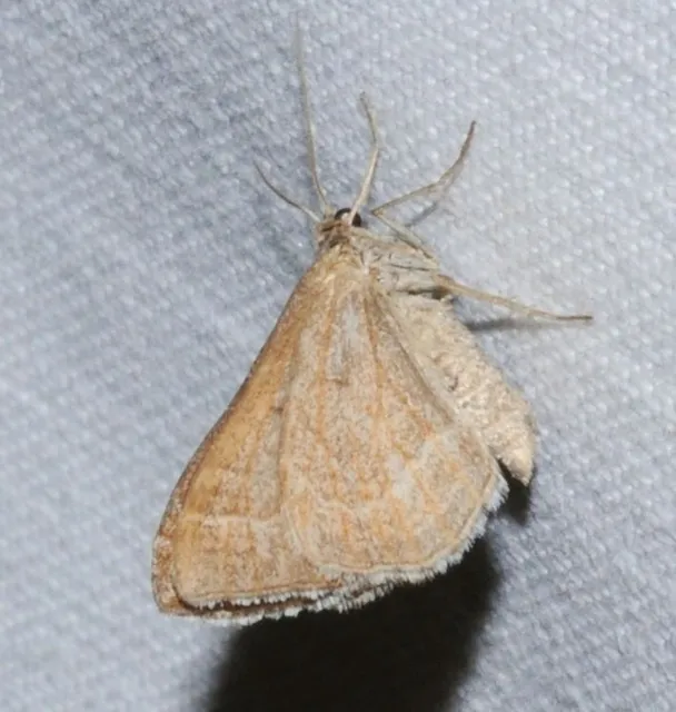 Phibalapteryx virgata - szürke galajaraszoló