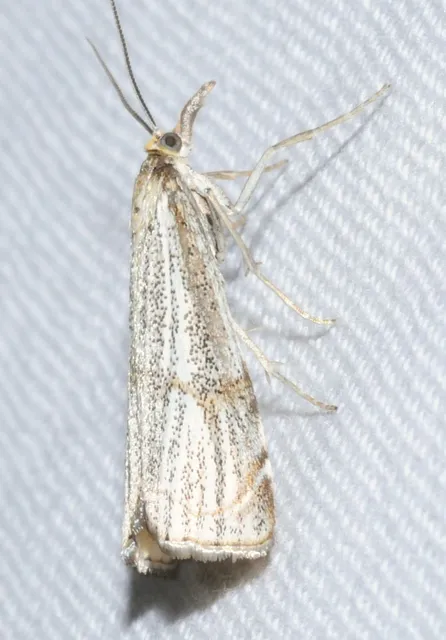 Thisanotia chrysonuchella - tavaszi fűgyökérmoly