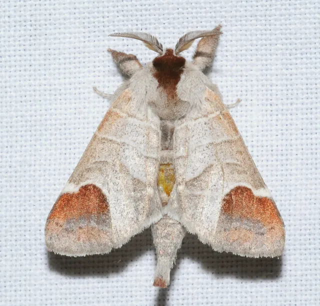Clostera curtula - rövidszárnyú levélszövő