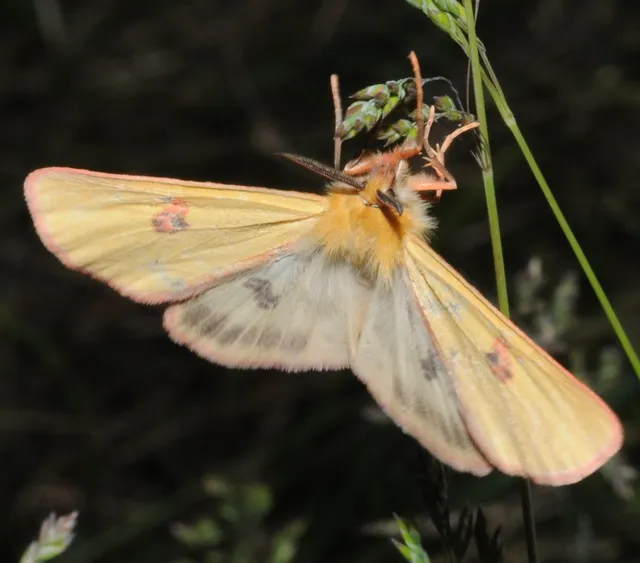 Diacrisia sannio - vörösszélű medvelepke