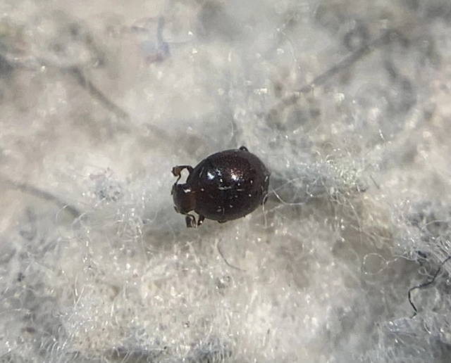 Abraeus perpusillus