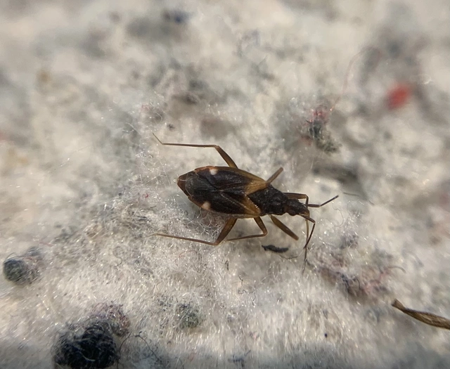 Fulvius oxycarenoides - vöröslő alkonypoloska
