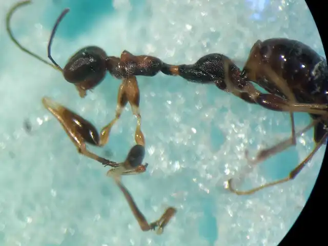 Gonatopus