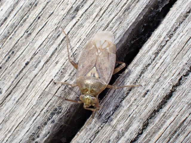 Lygus rugulipennis - molyhos mezeipoloska