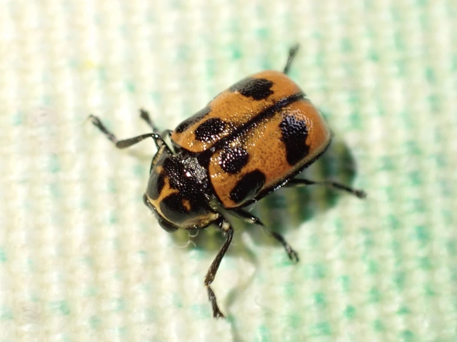 Cryptocephalus sexpunctatus - hatfoltos zömökbogár Cryptocephalus sexpunctatus - hatfoltos zömökbogár