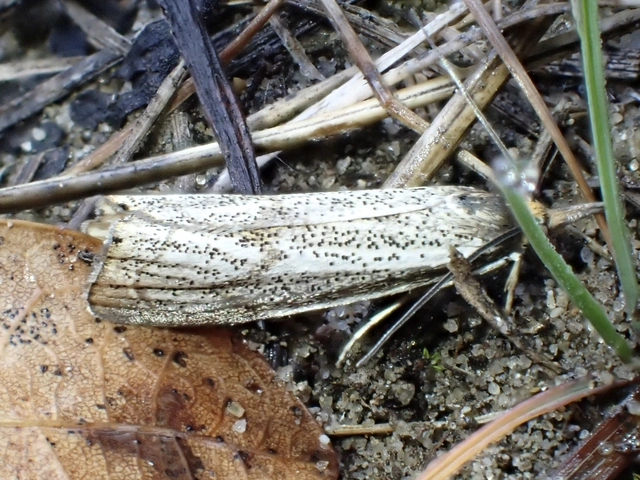 Thisanotia chrysonuchella - tavaszi fűgyökérmoly