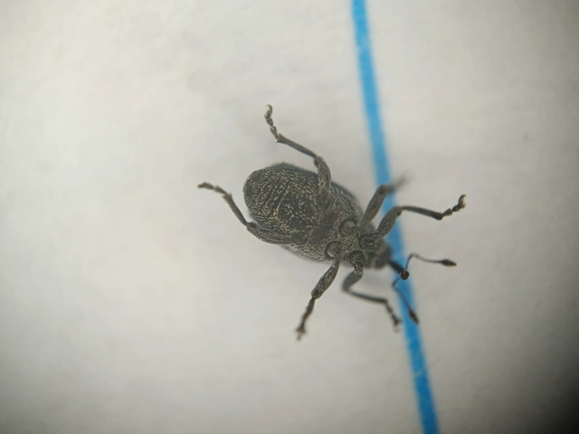 Ceutorhynchus erysimi - kis repcsény-ceutormányos