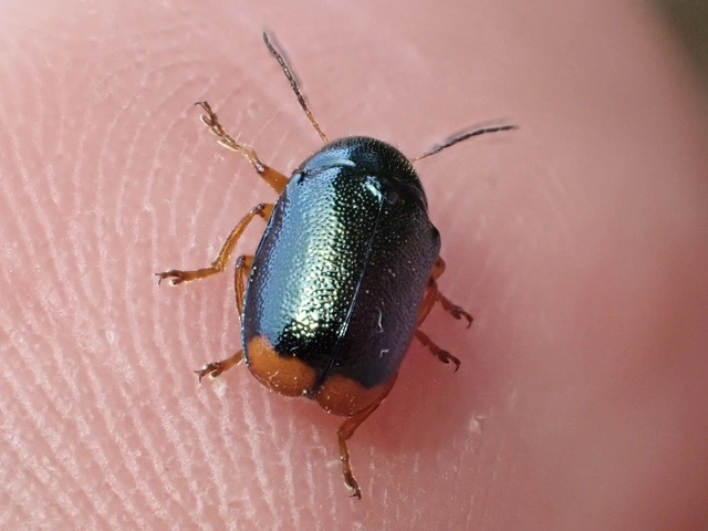 Cryptocephalus schaefferi - lapátlábú zömökbogár