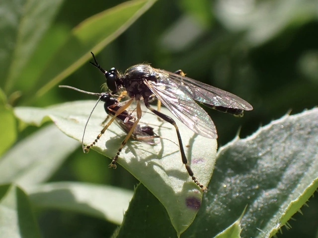 Dioctria