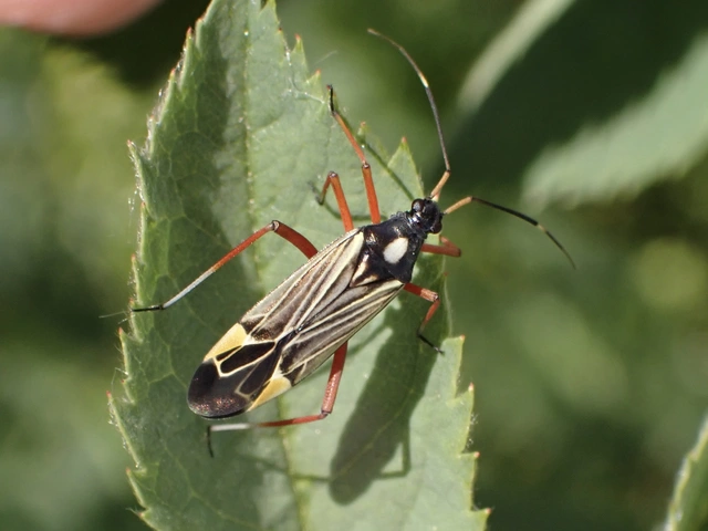 Miris striatus - sávos mezeipoloska