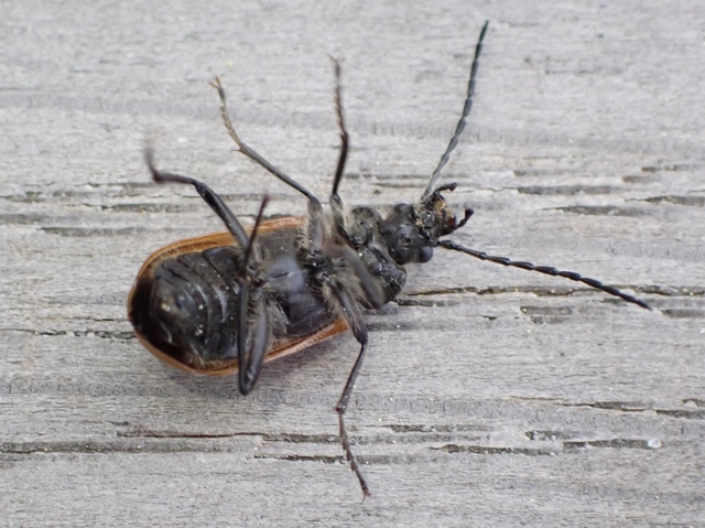 Omophlus proteus - közönséges pejbogár Omophlus proteus - közönséges pejbogár