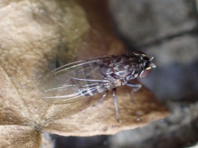 Drosophilidae - muslicafélék