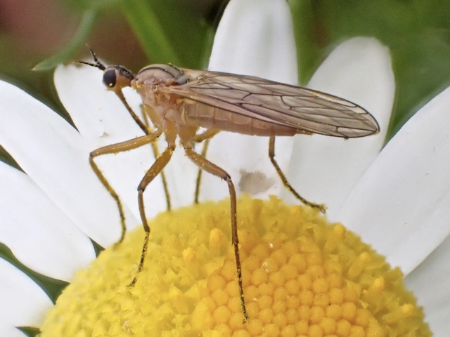 Empididae - táncoslegyek Empididae - táncoslegyek