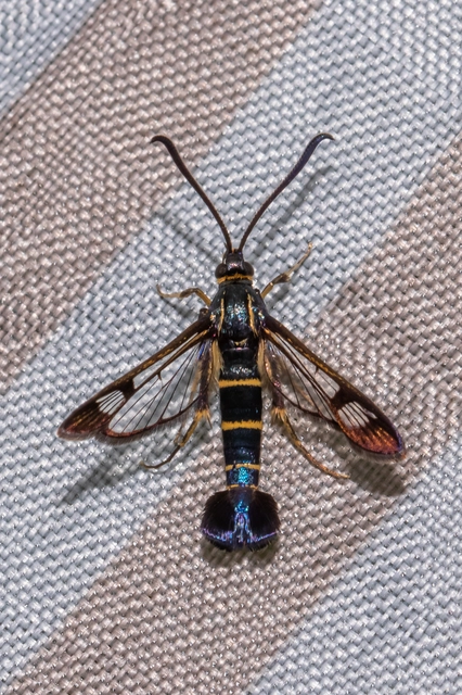 Sesiidae - szitkárfélék