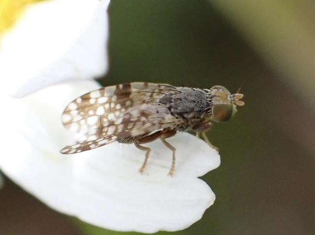 Tephritidae - fúrólégyfélék