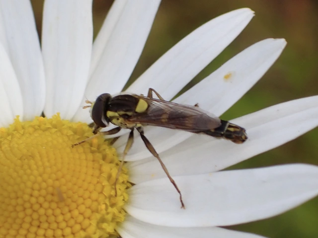 Sphaerophoria